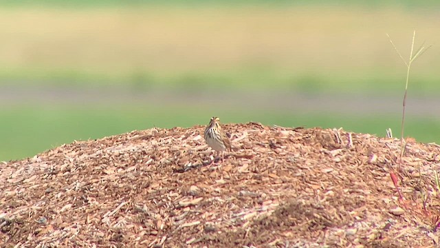 Savannah Sparrow (Savannah) - ML623461929