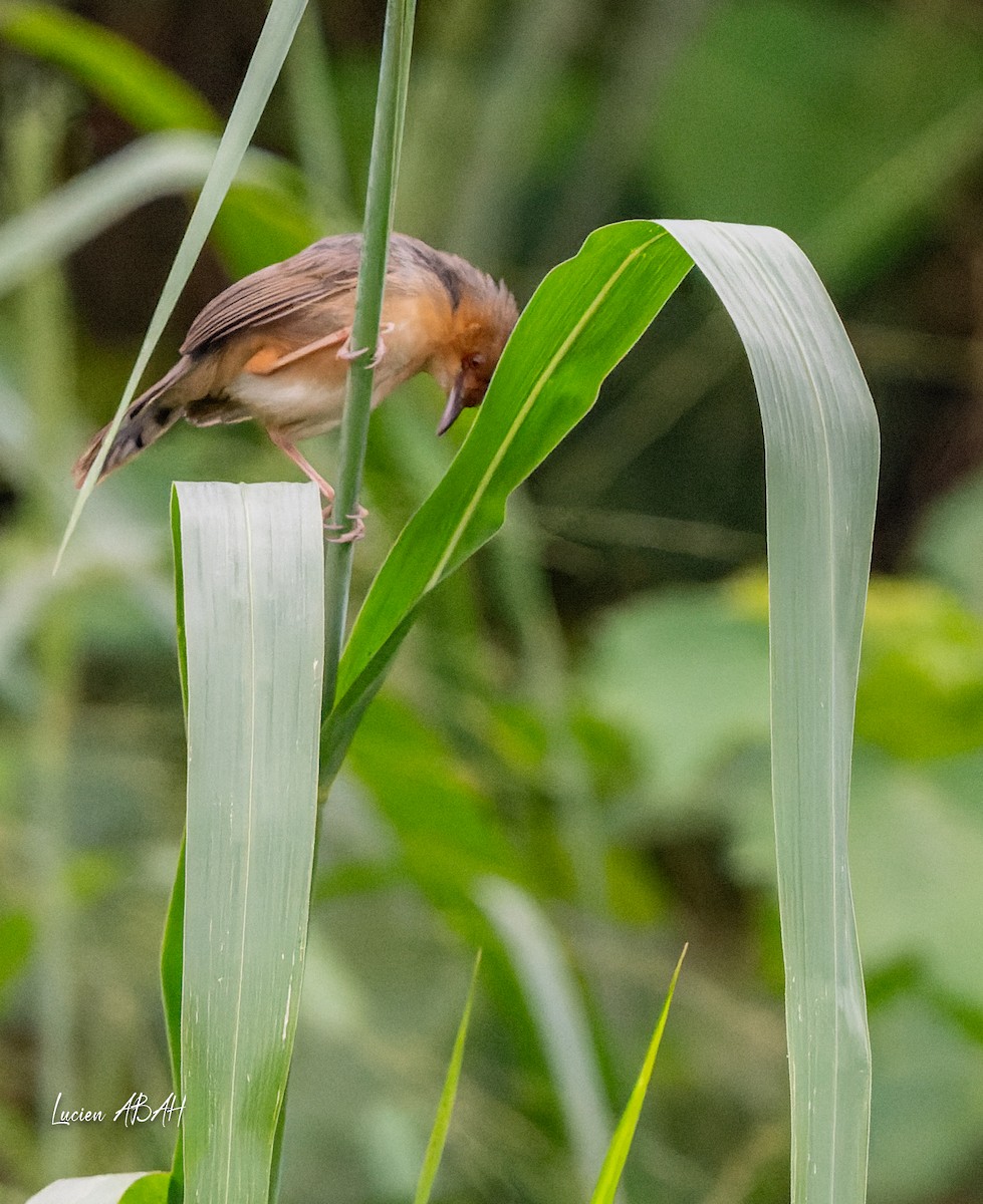 Red-faced Cisticola - ML623461960