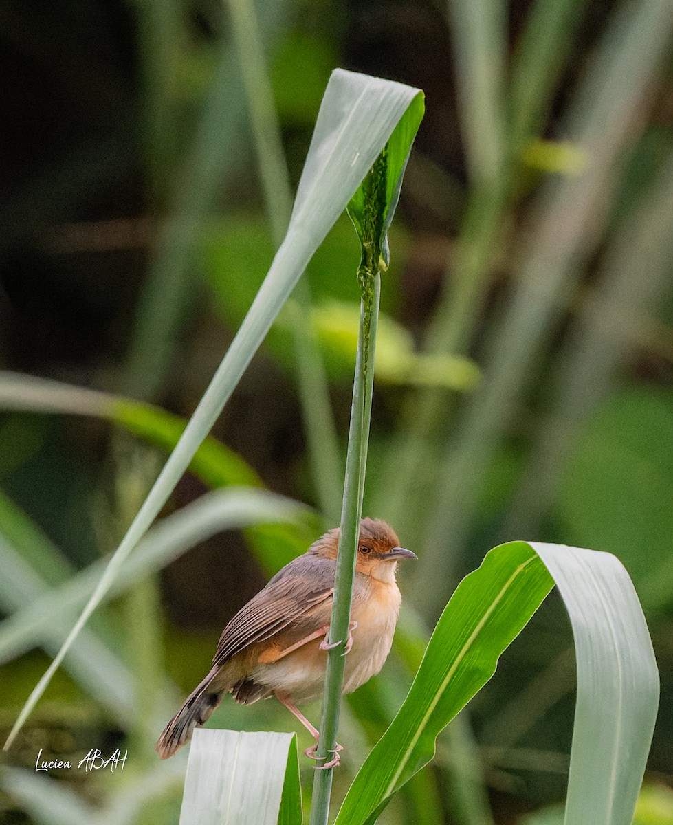 Red-faced Cisticola - ML623461961