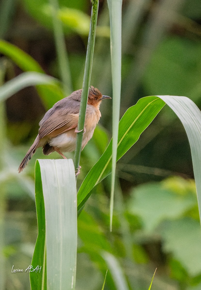 Red-faced Cisticola - ML623461962