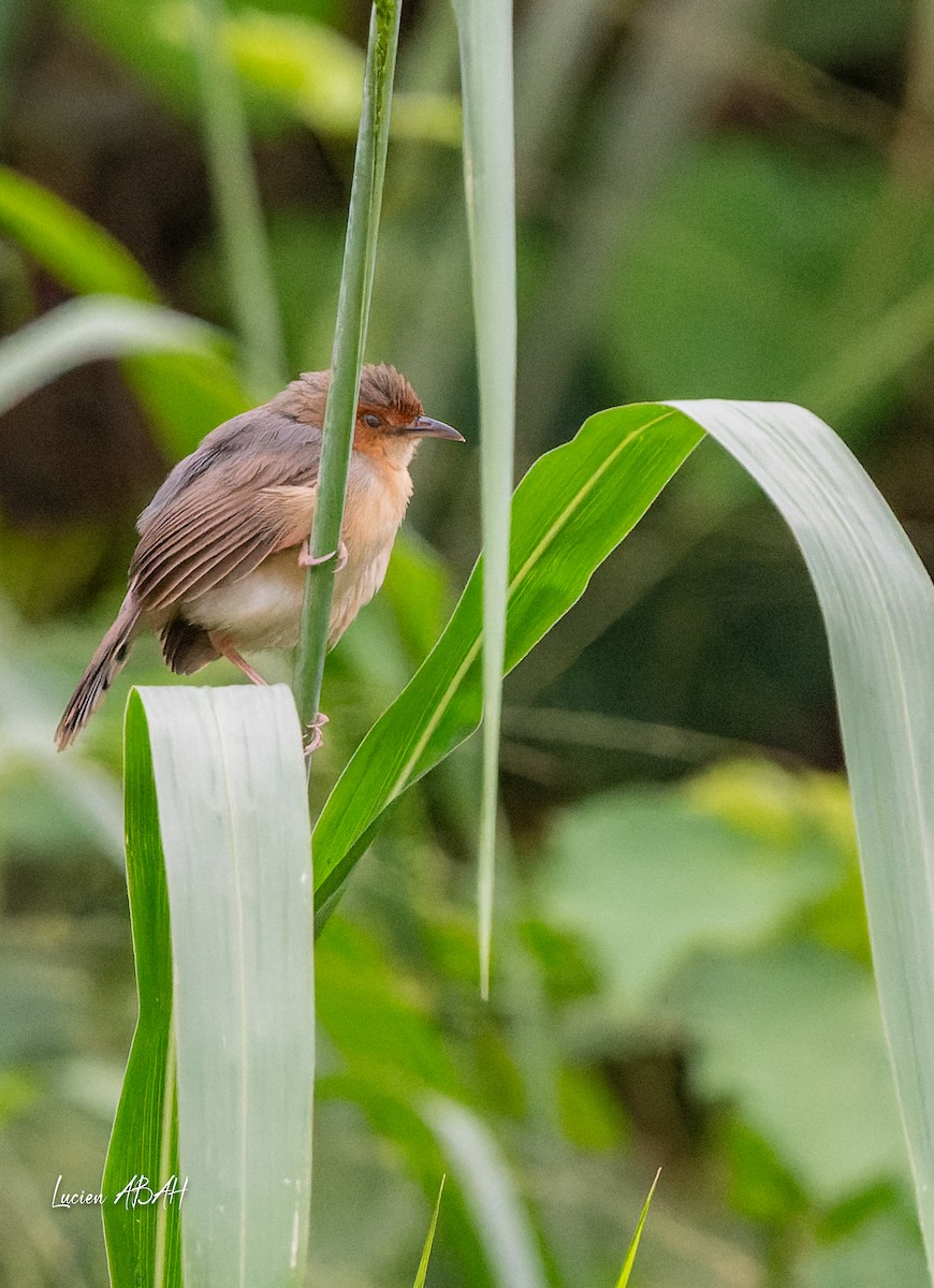 Red-faced Cisticola - ML623461963