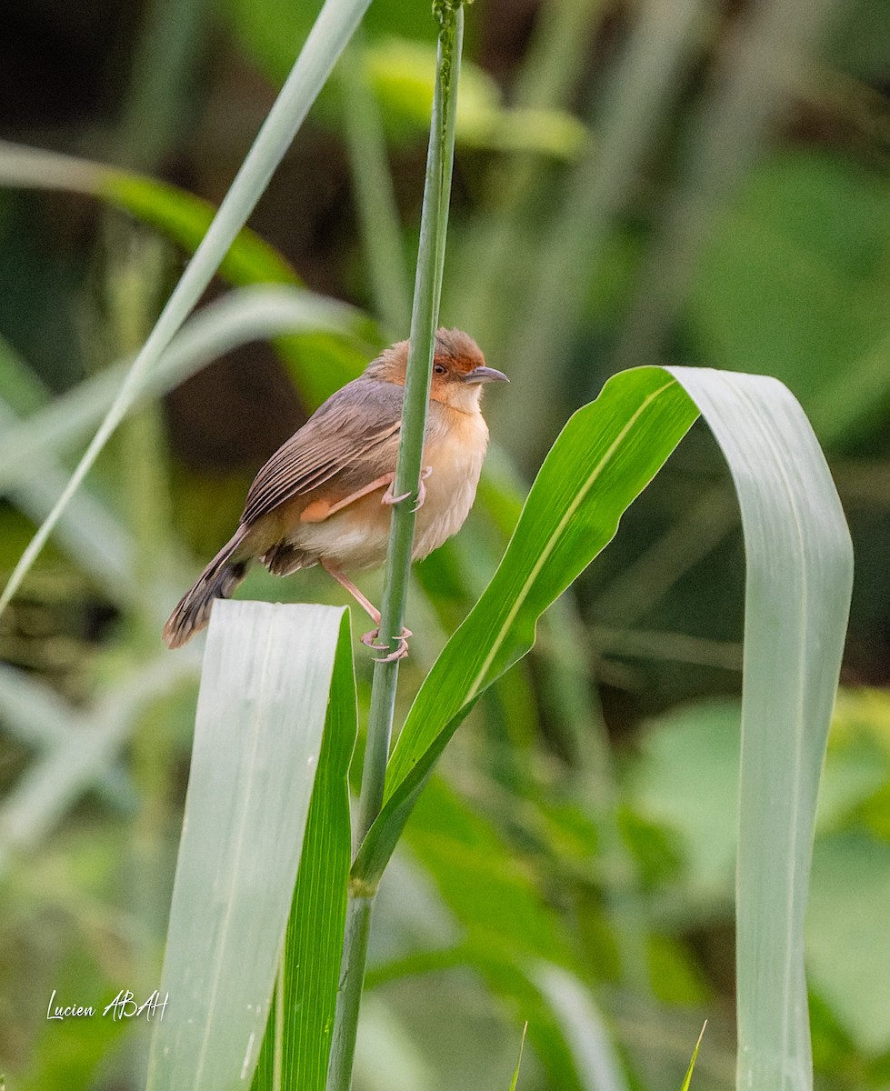 Red-faced Cisticola - ML623461964