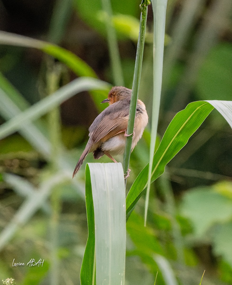 Red-faced Cisticola - ML623461965