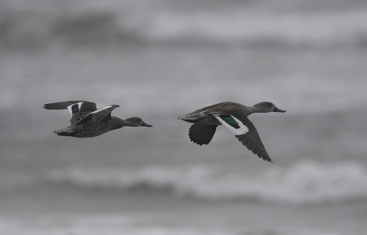 Cape Teal - Gabriel Jamie