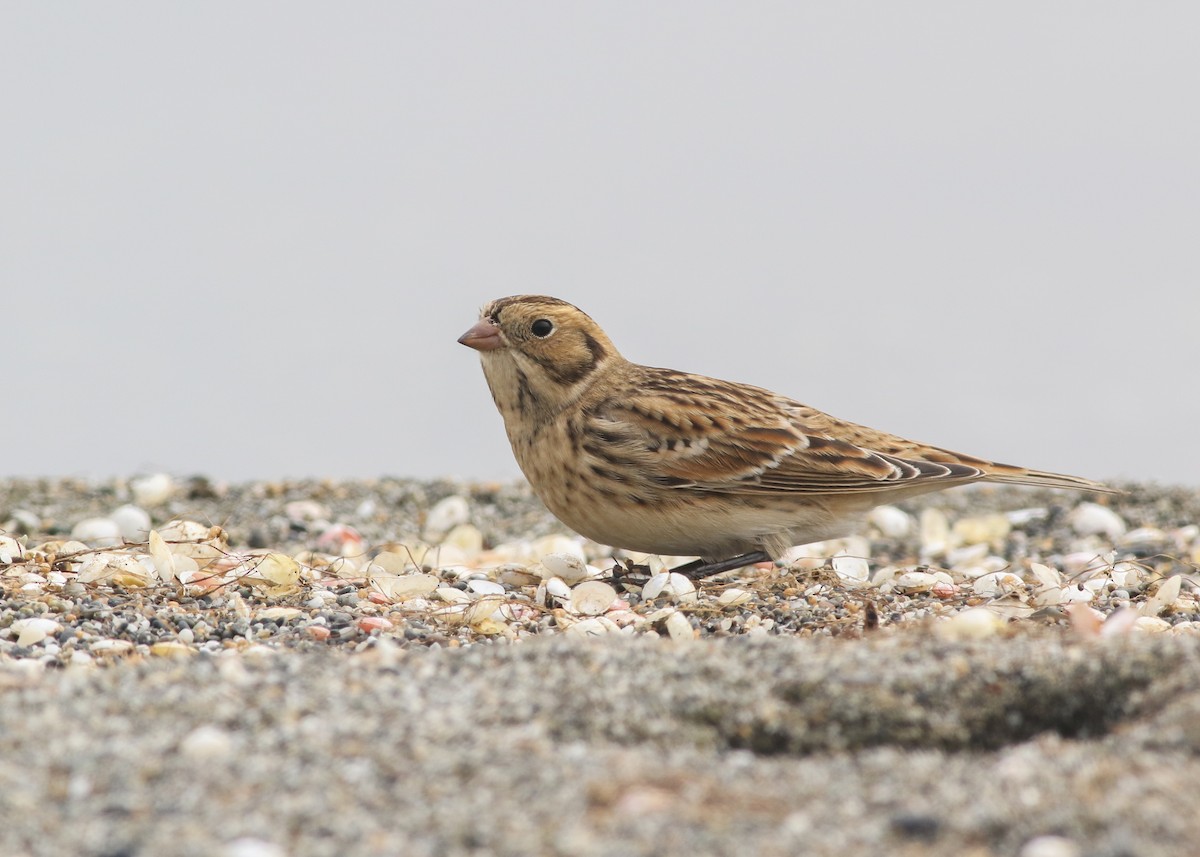 Lapland Longspur - ML623462037