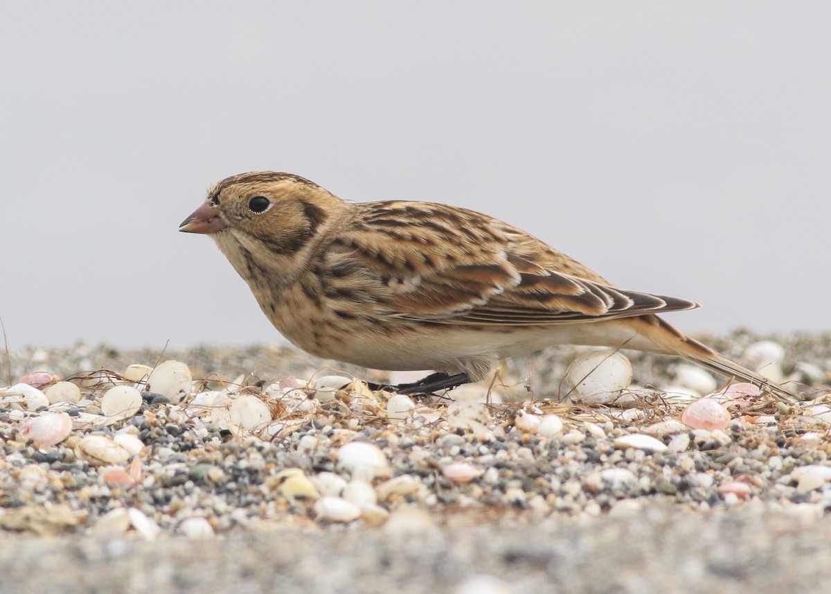 Lapland Longspur - ML623462039