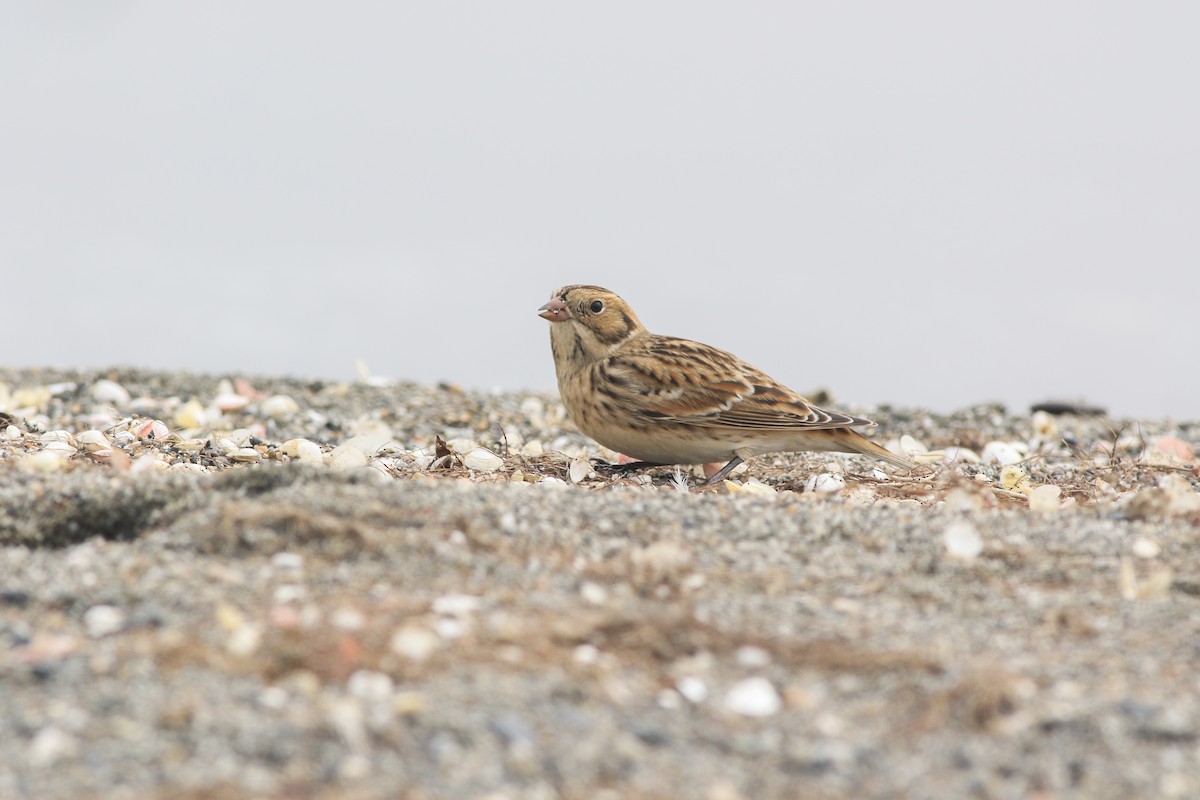 Lapland Longspur - Zane Pickus