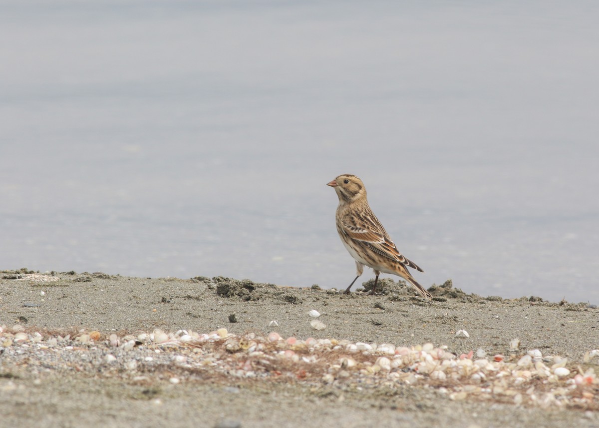 Lapland Longspur - ML623462044