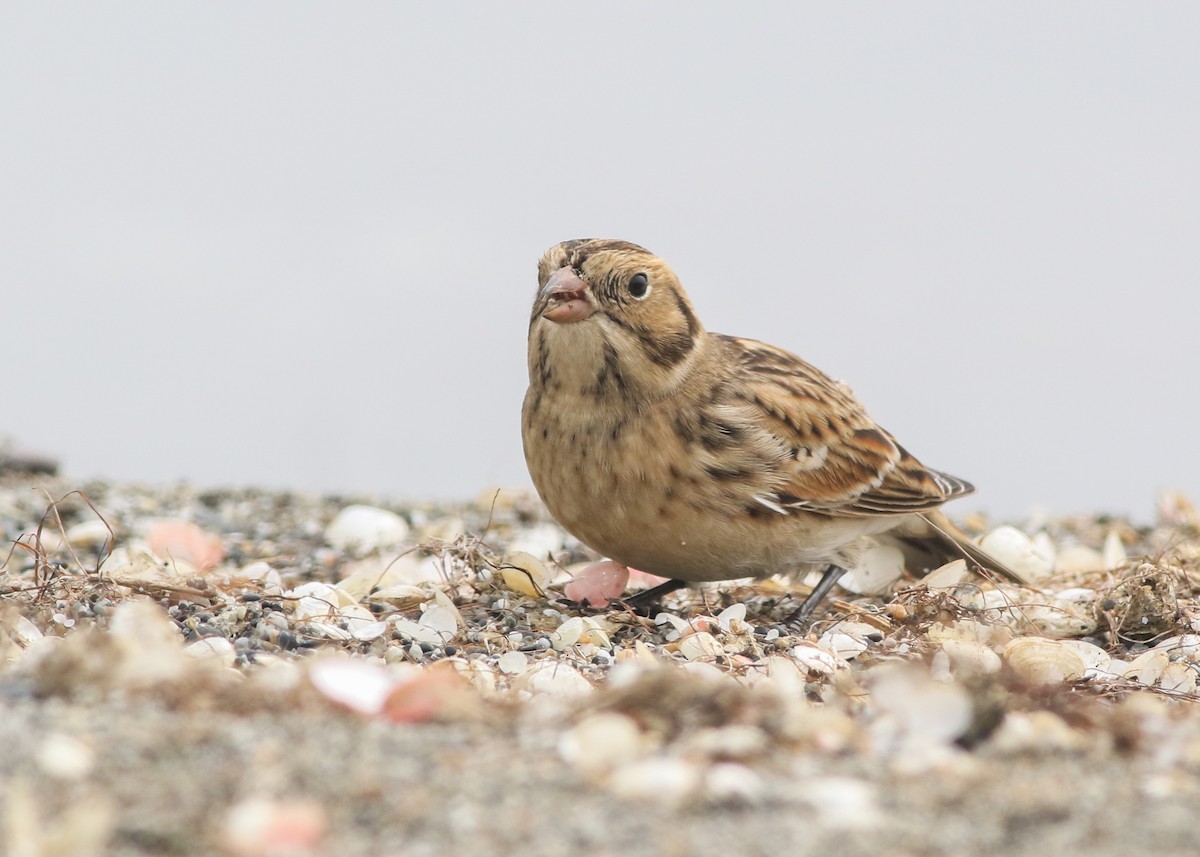 Lapland Longspur - ML623462045