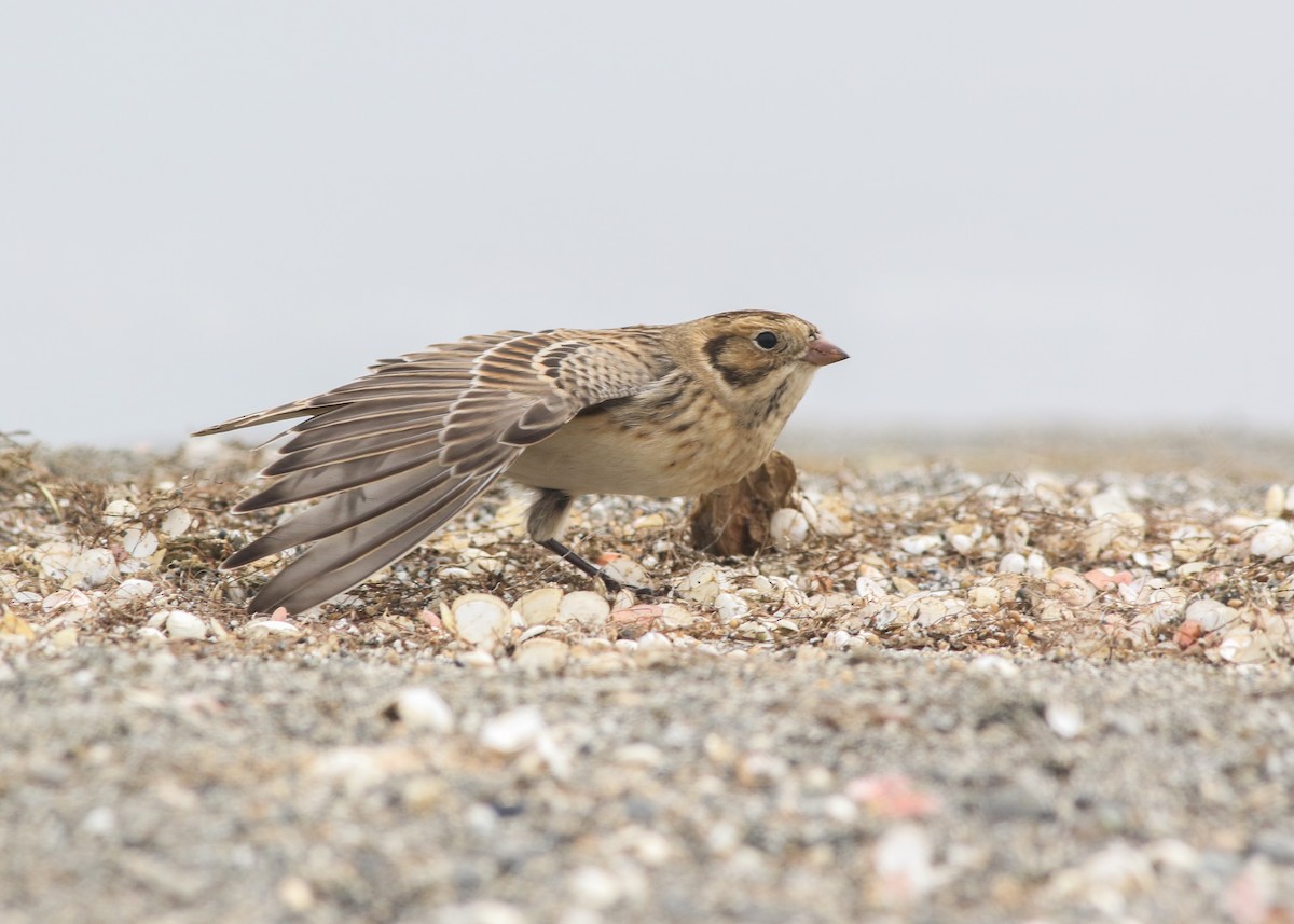 Lapland Longspur - ML623462046