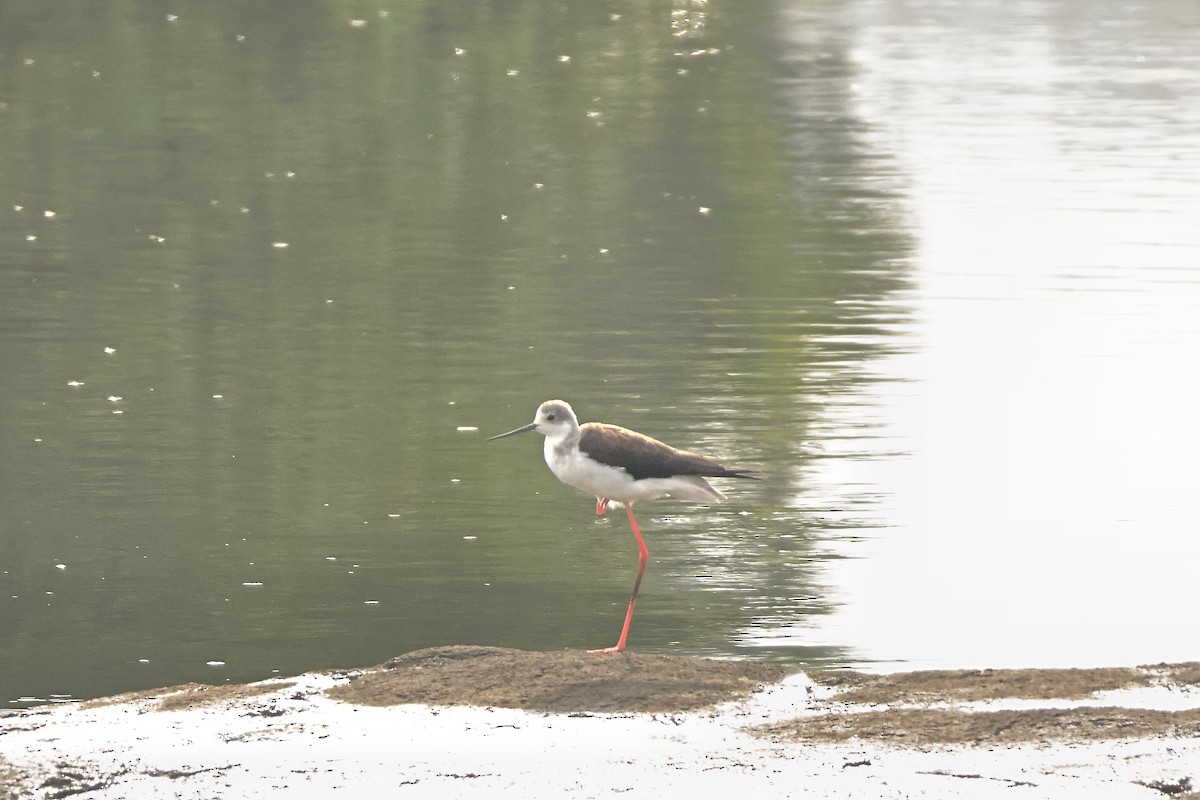 Black-winged Stilt - ML623462099