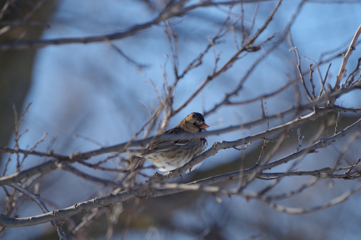 Harris's Sparrow - ML623462119