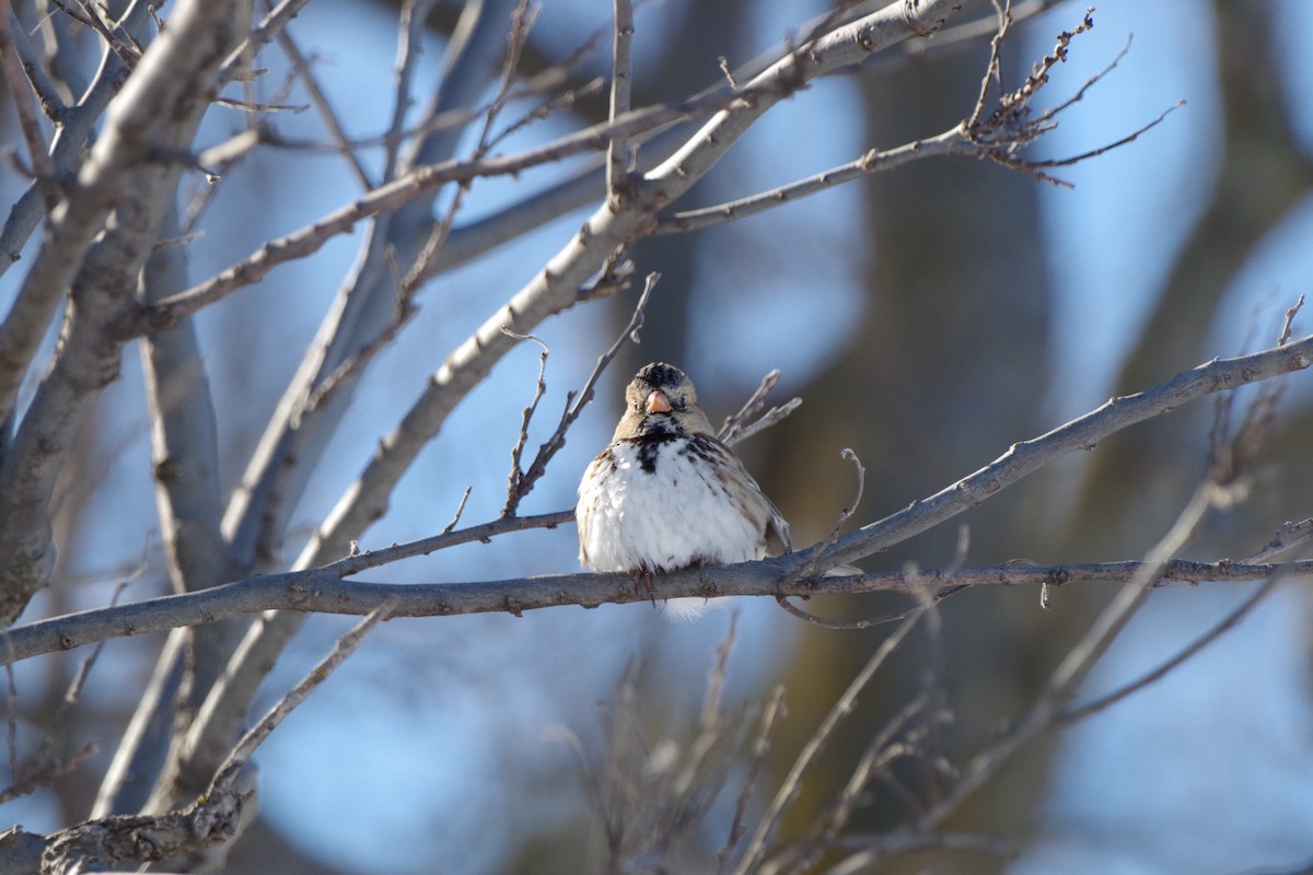 Harris's Sparrow - ML623462121