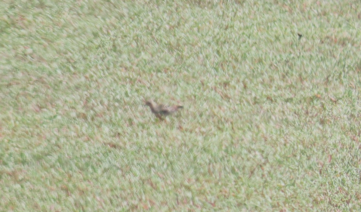 Buff-breasted Sandpiper - ML623462154