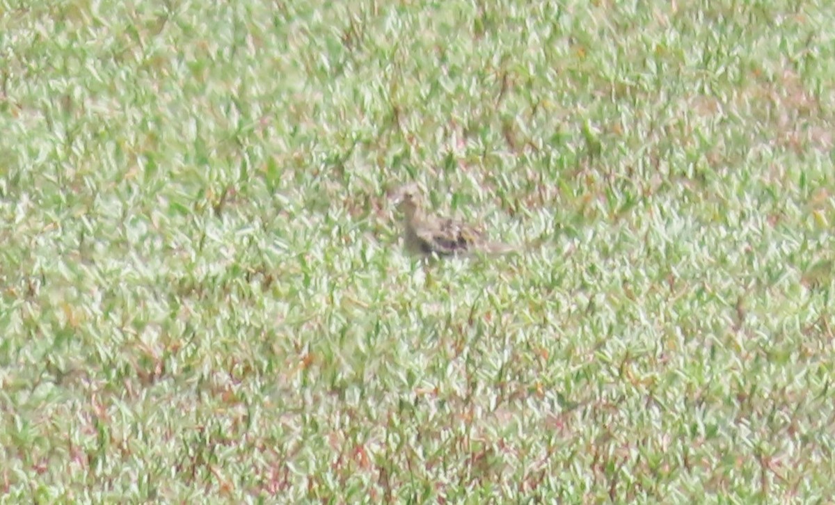 Buff-breasted Sandpiper - Oliver  Komar