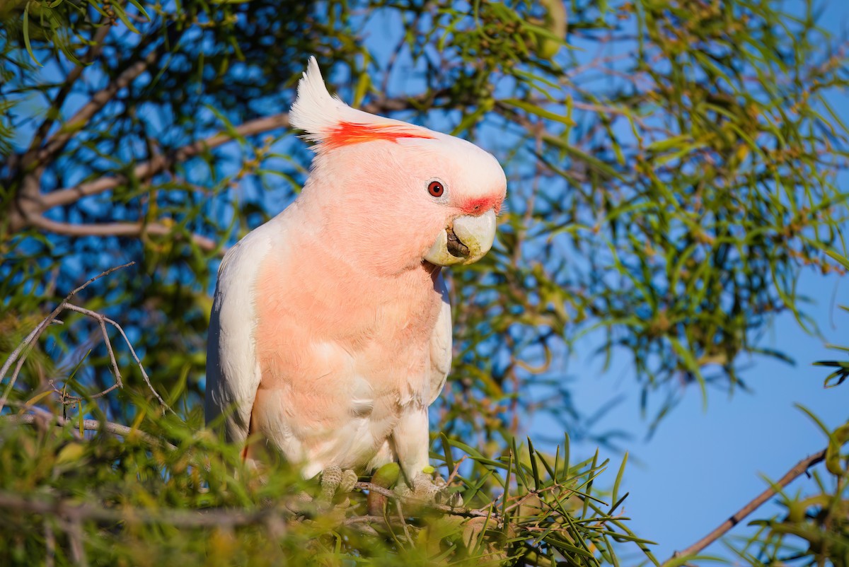 Pink Cockatoo - Nik Mulconray