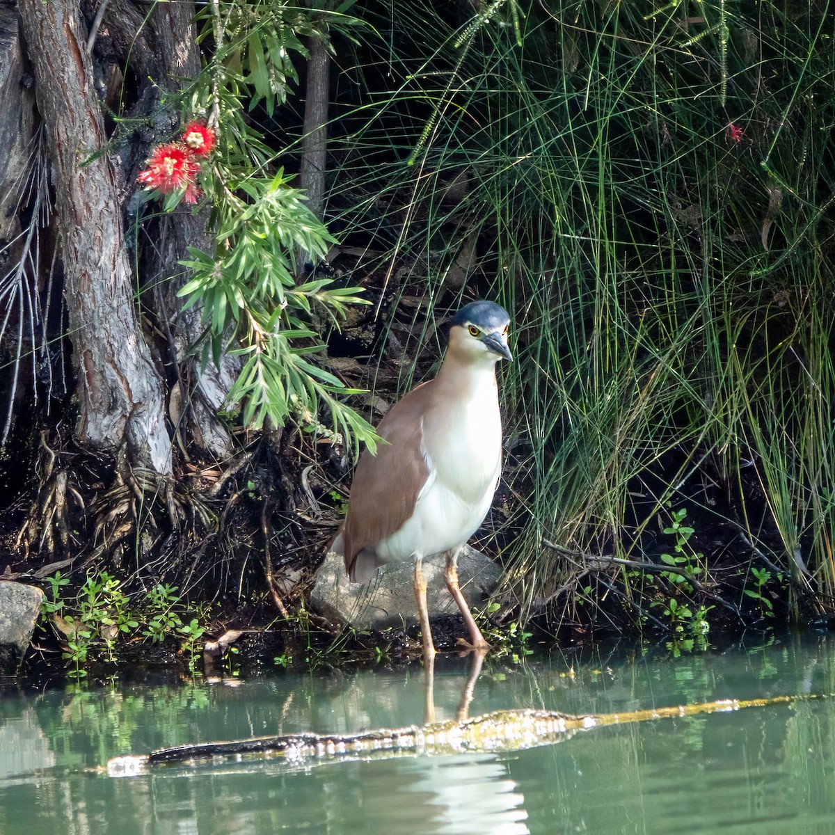 kvakoš rezavý - ML623462188