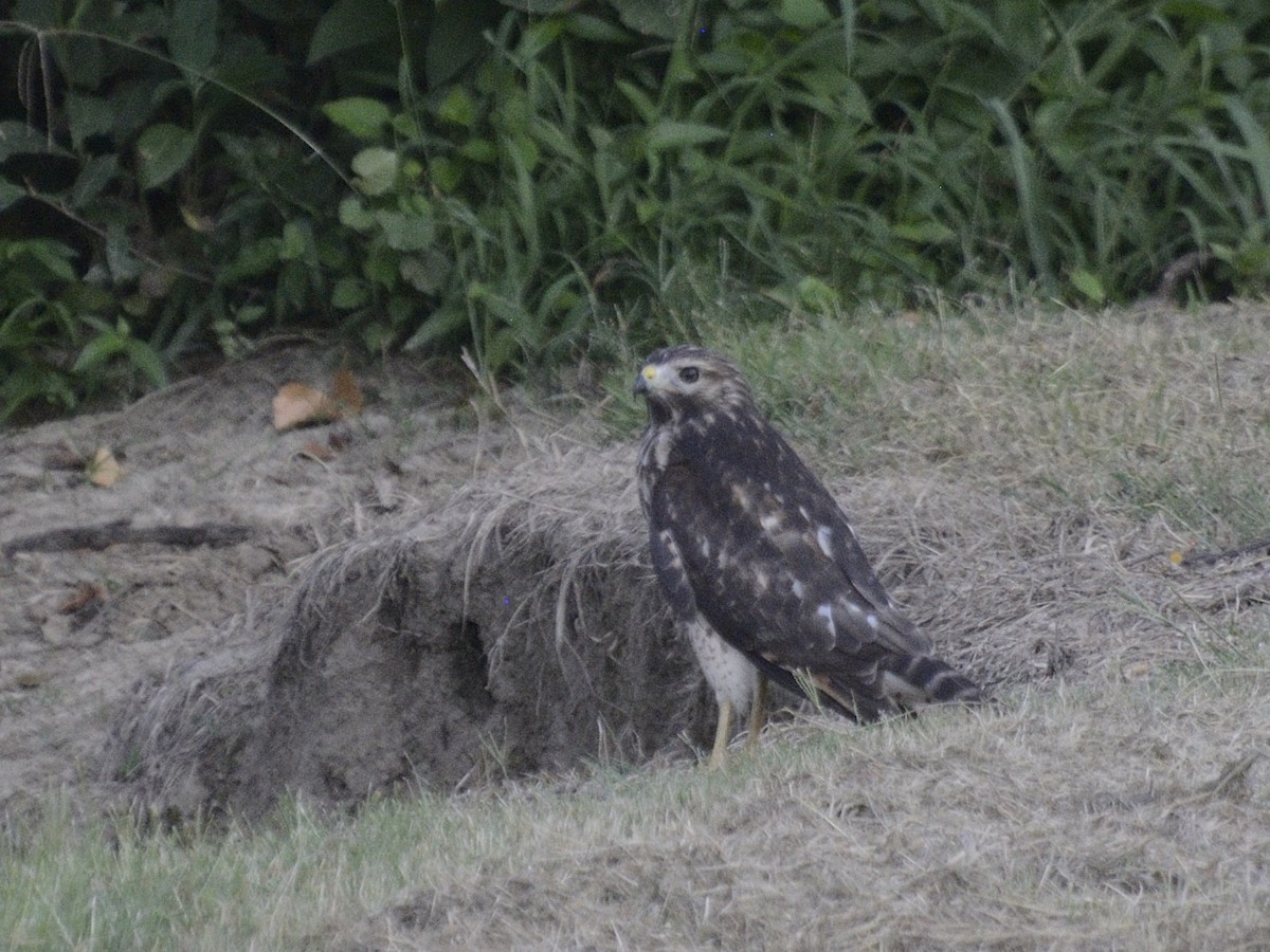 Red-shouldered Hawk - ML623462232