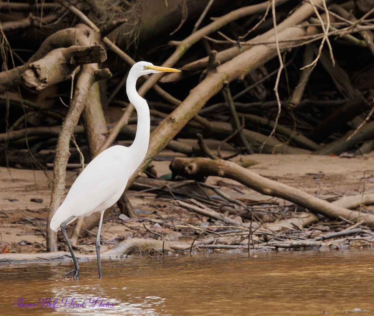 Great Egret - ML623462266