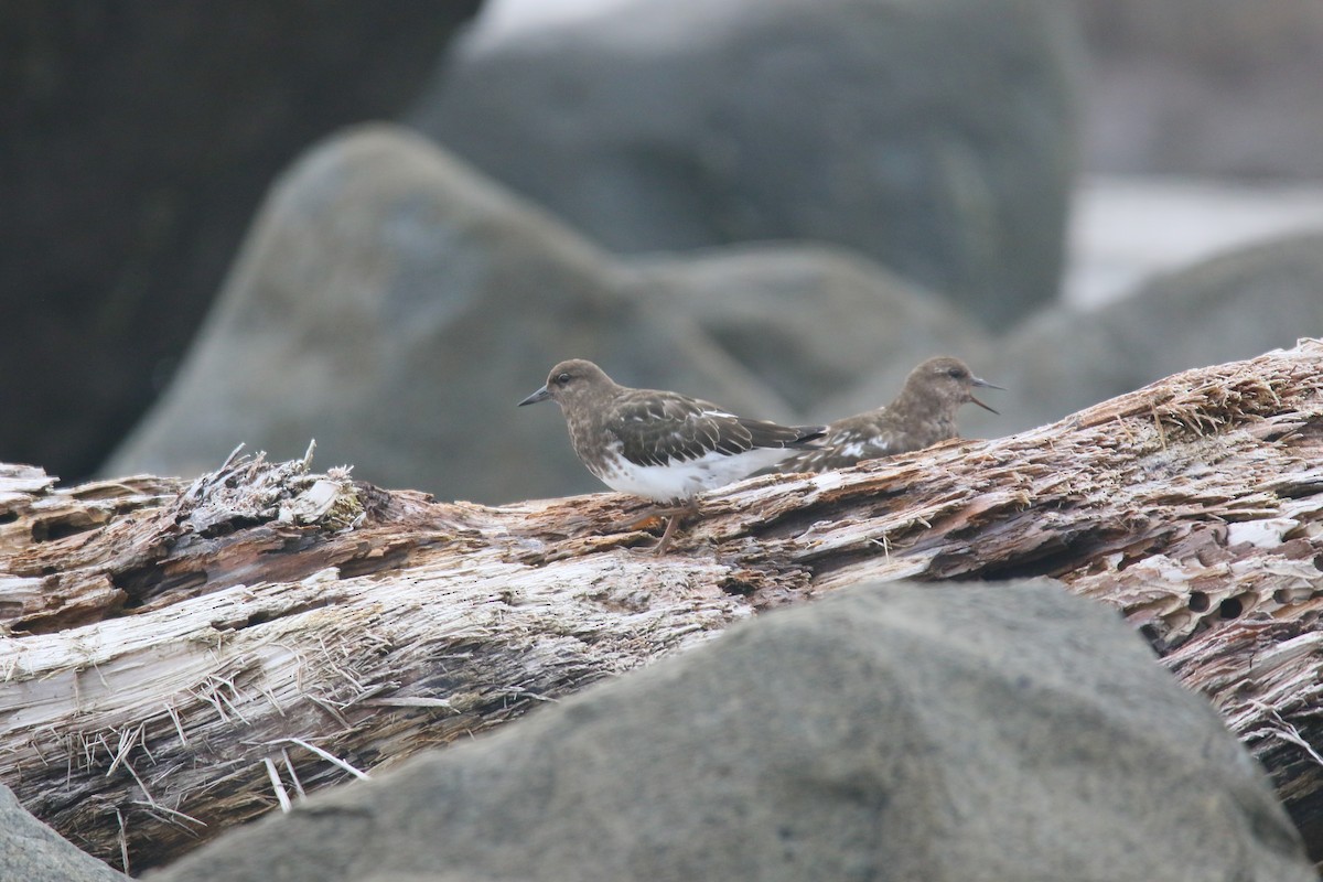 Black Turnstone - ML623462331