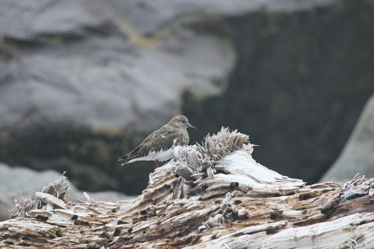 Black Turnstone - ML623462332