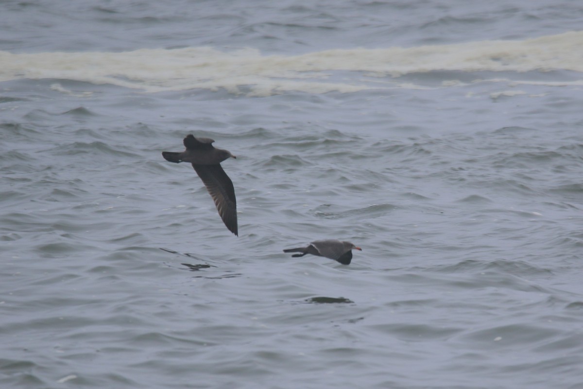 Heermann's Gull - ML623462337