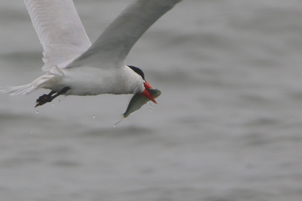 Caspian Tern - Kevin Lester