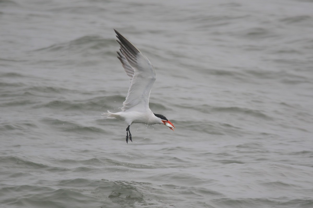 Caspian Tern - ML623462340