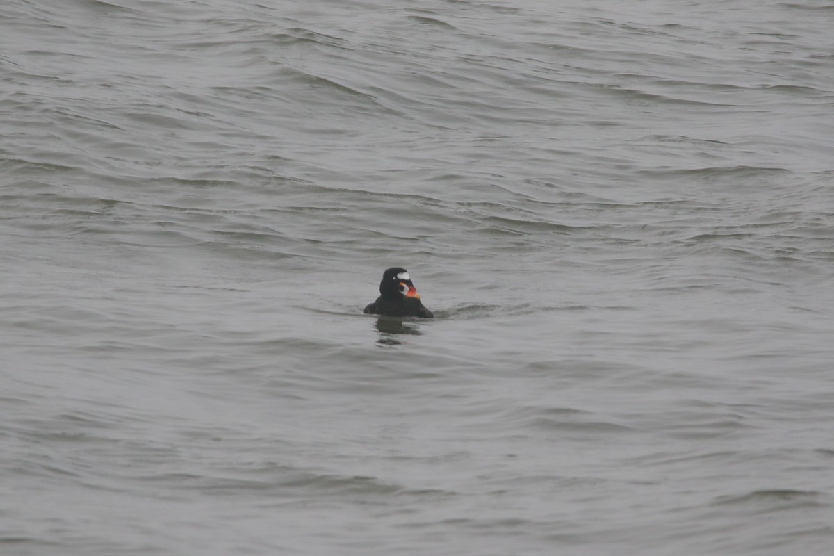 Surf Scoter - ML623462359