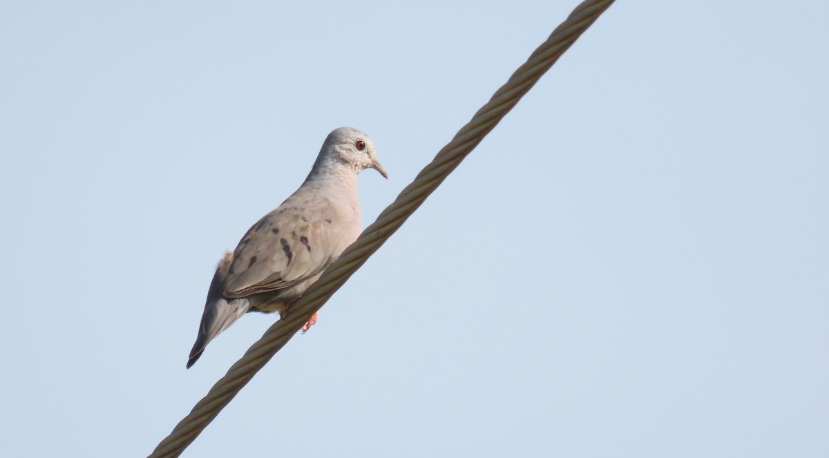 Plain-breasted Ground Dove - ML623462396