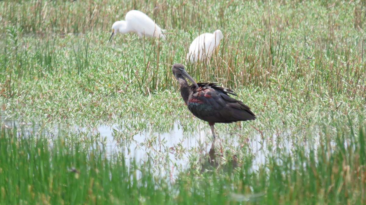 Glossy Ibis - ML623462405