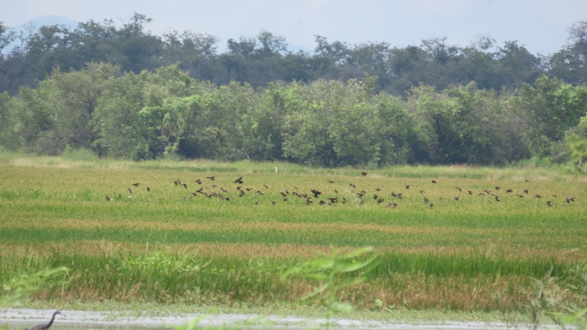 Red-winged Blackbird - ML623462421