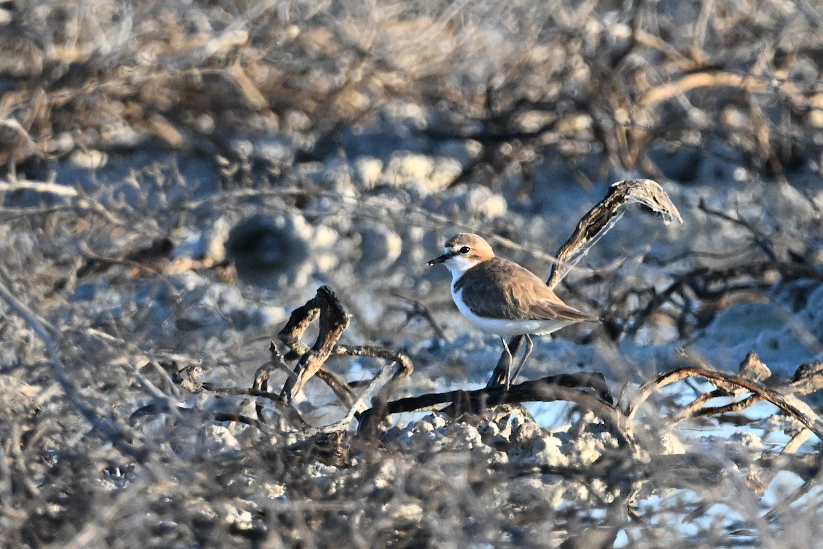 Red-capped Plover - ML623462450