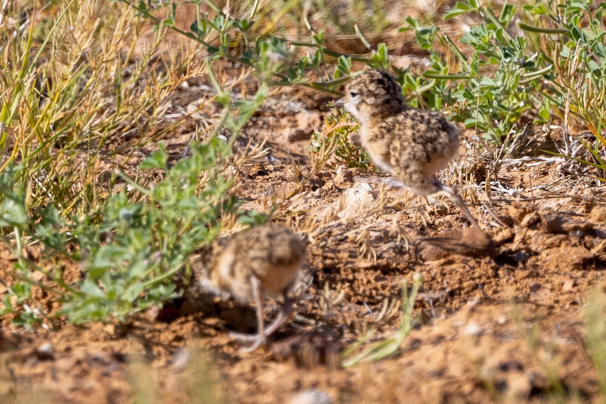 Inland Dotterel - ML623462458