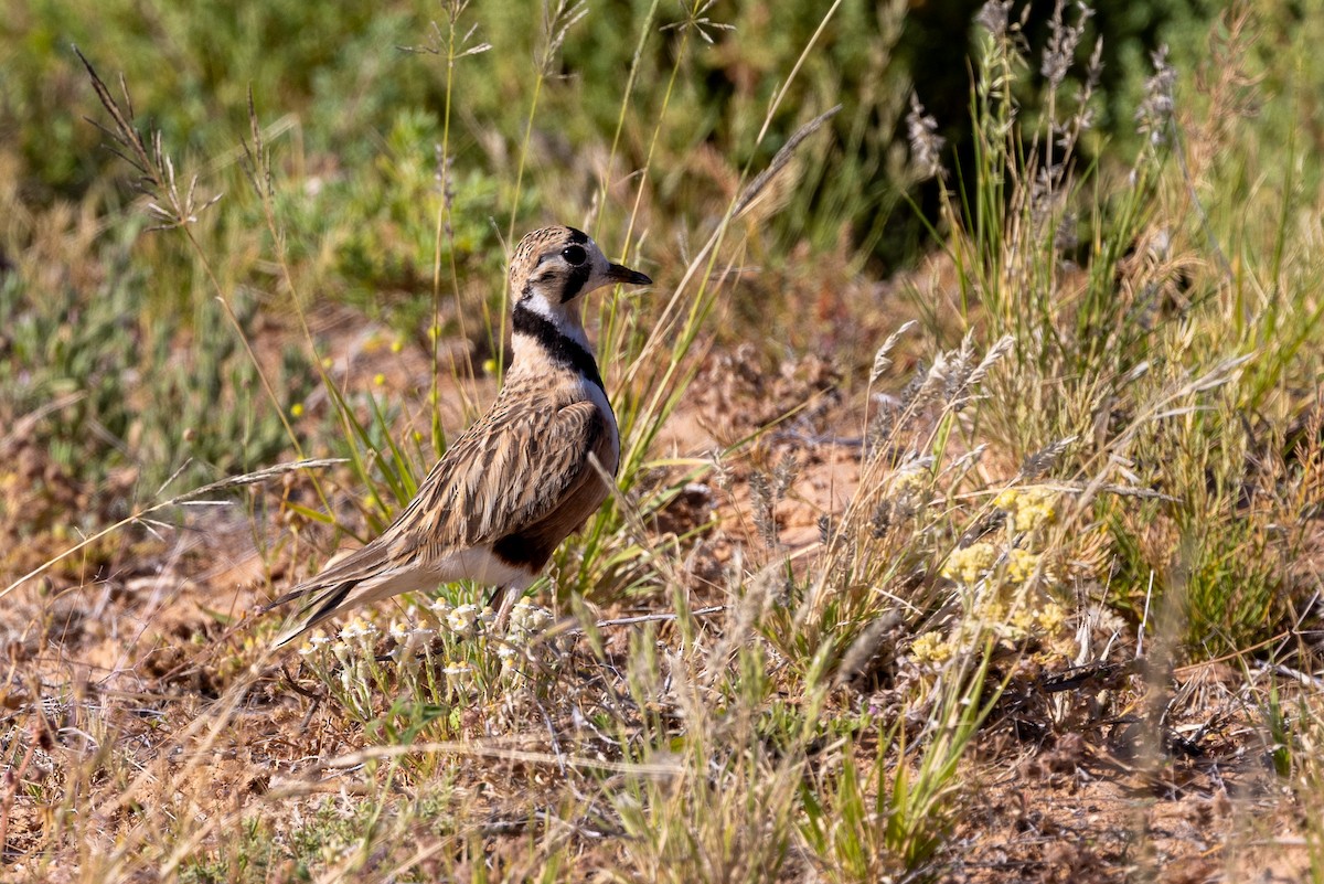 Inland Dotterel - ML623462461