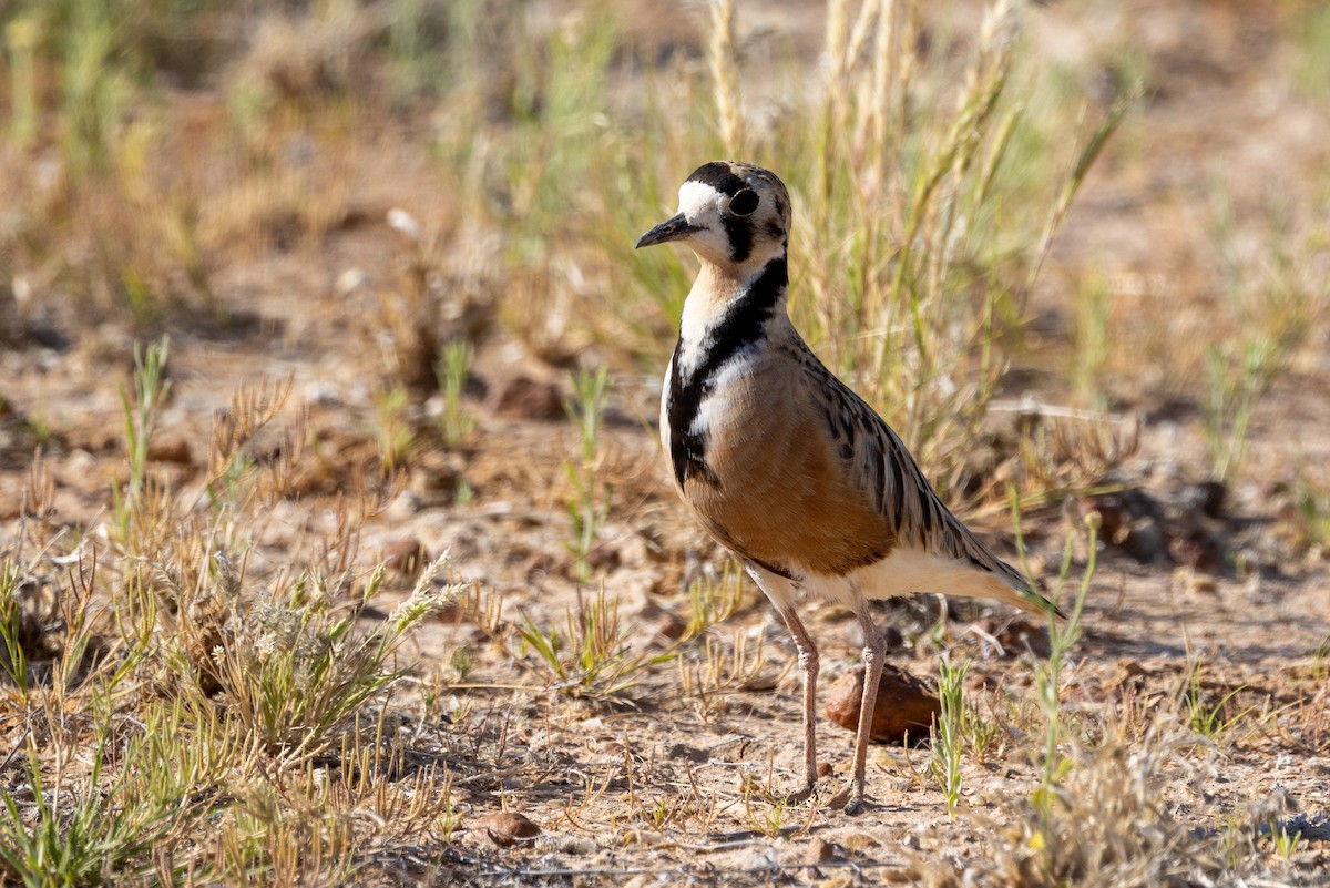 Inland Dotterel - ML623462462