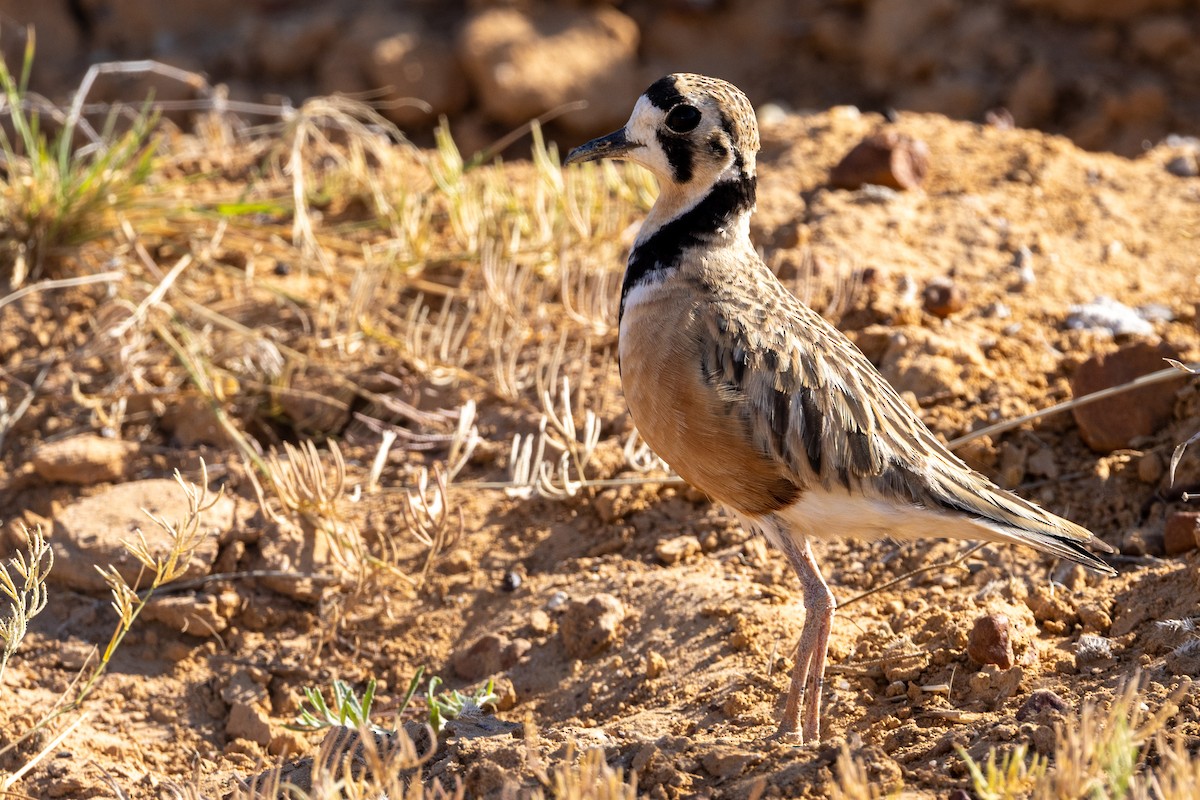 Inland Dotterel - ML623462463