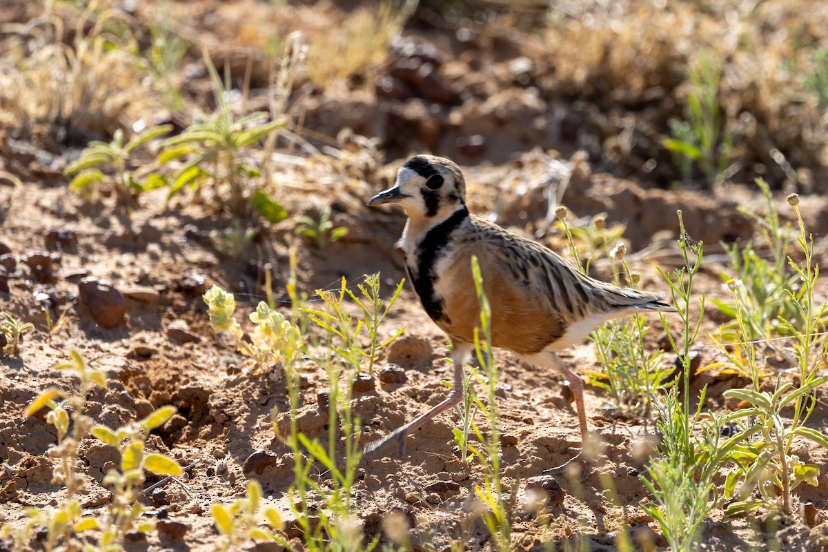 Inland Dotterel - ML623462464