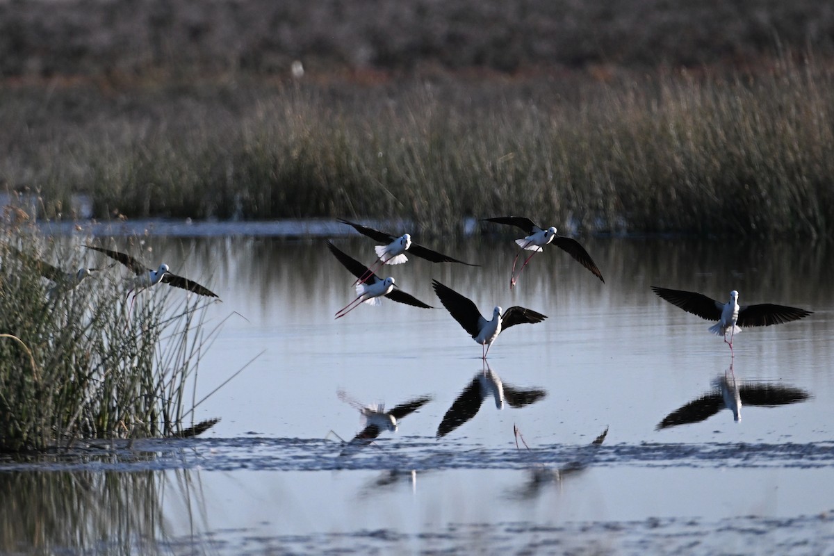 Pied Stilt - ML623462465