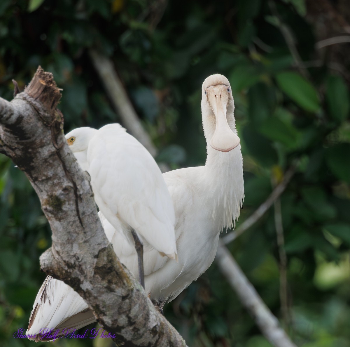 Yellow-billed Spoonbill - Shane R Lawton