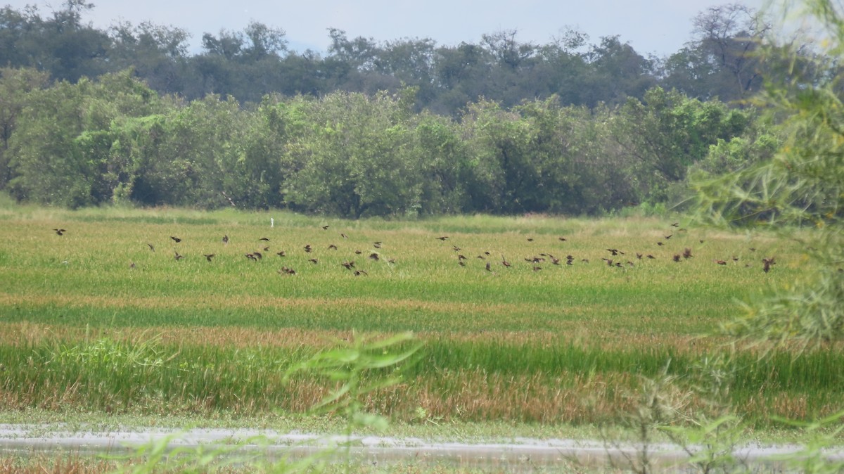 Red-winged Blackbird - ML623462503