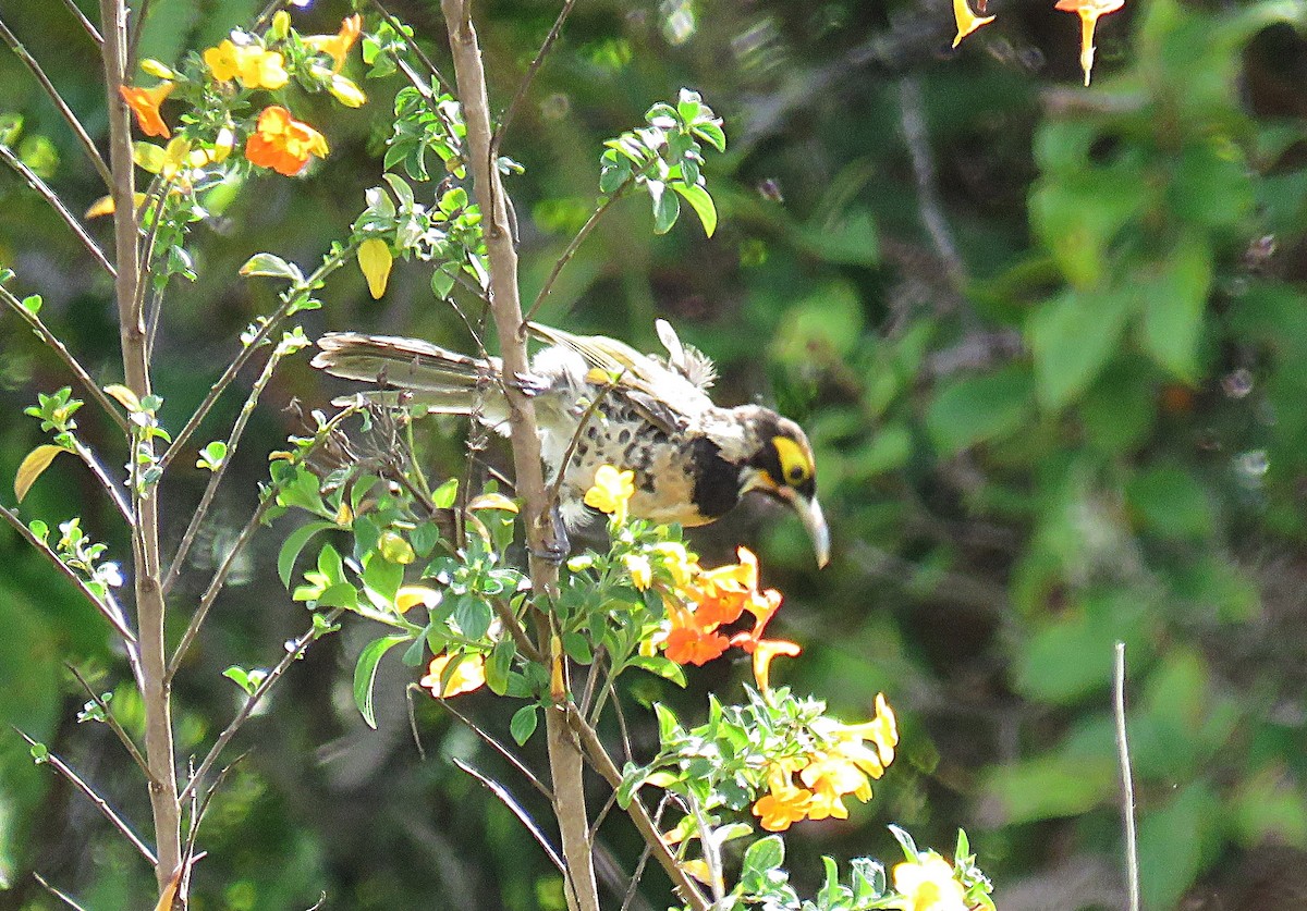 Ornate Melidectes - ML623462511