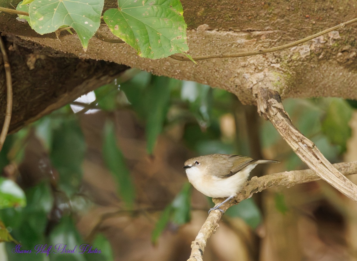 Large-billed Gerygone - ML623462516