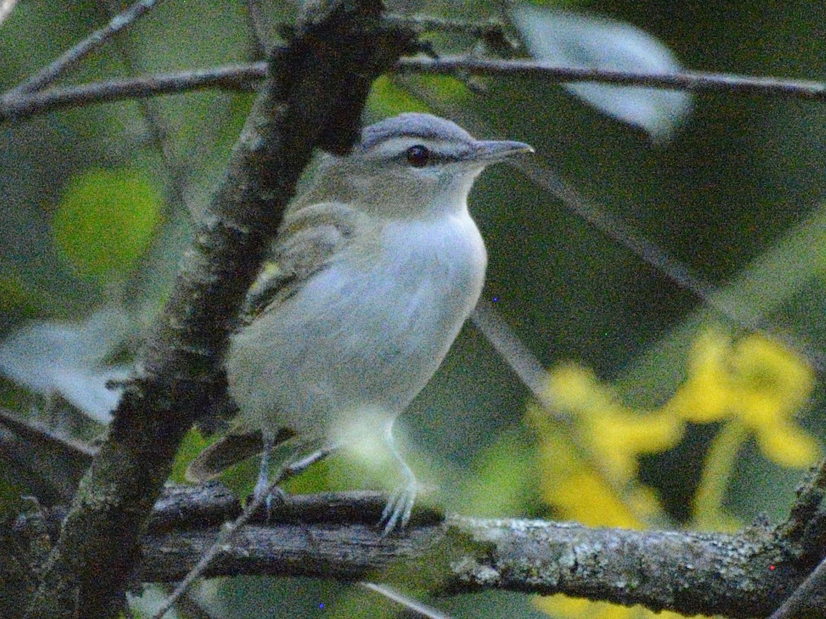 Red-eyed Vireo - ML623462519