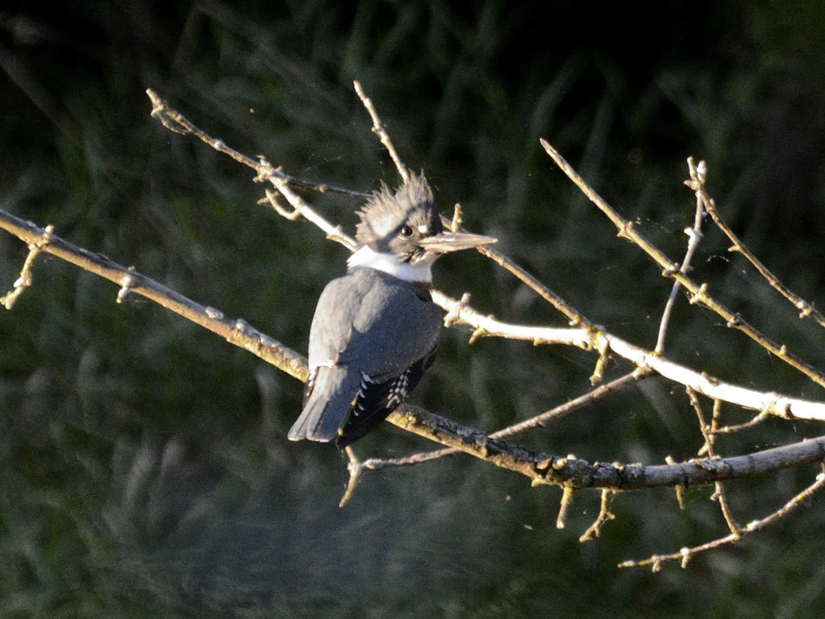 Belted Kingfisher - ML623462521