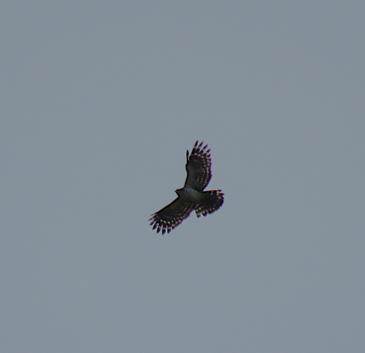 Long-tailed Honey-buzzard - Ken Burton