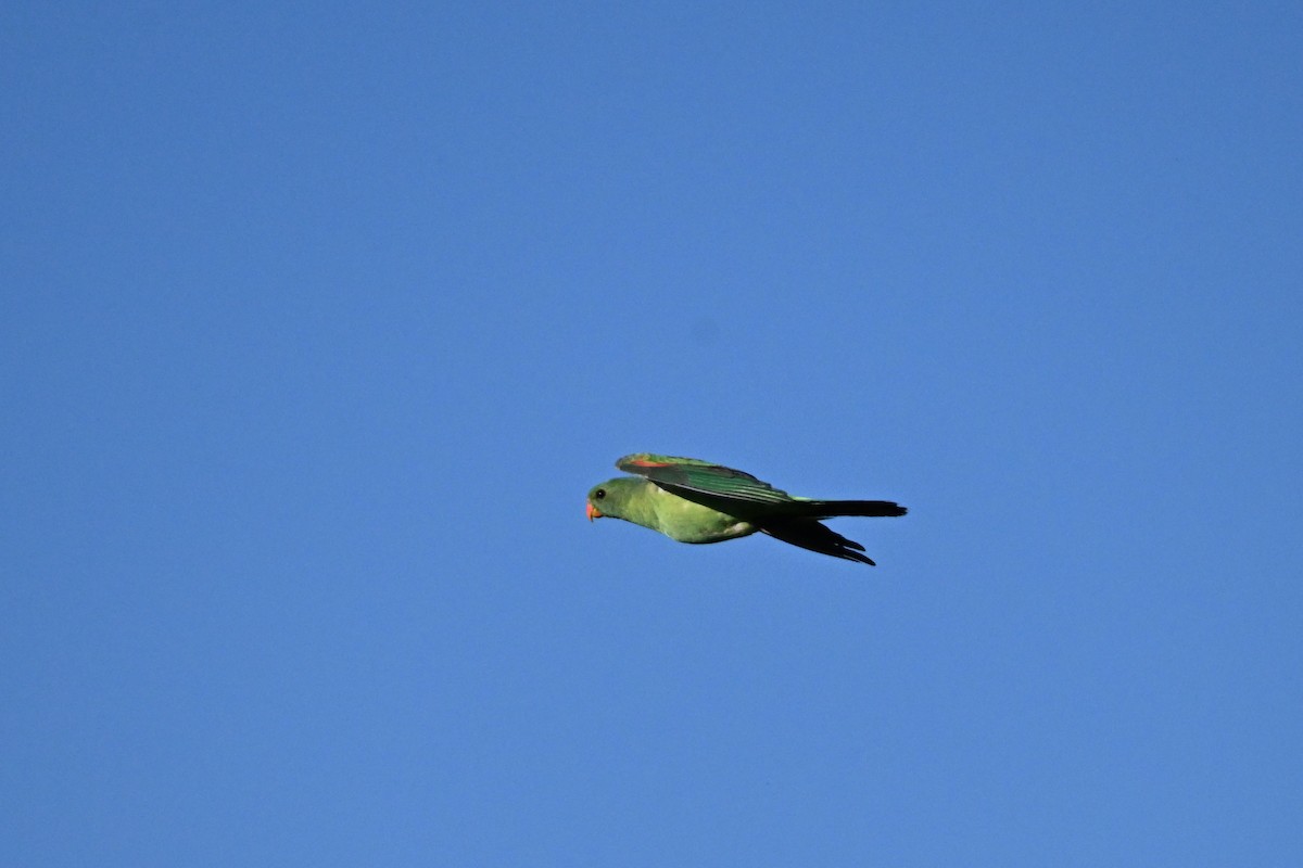 Red-winged Parrot - ML623462552