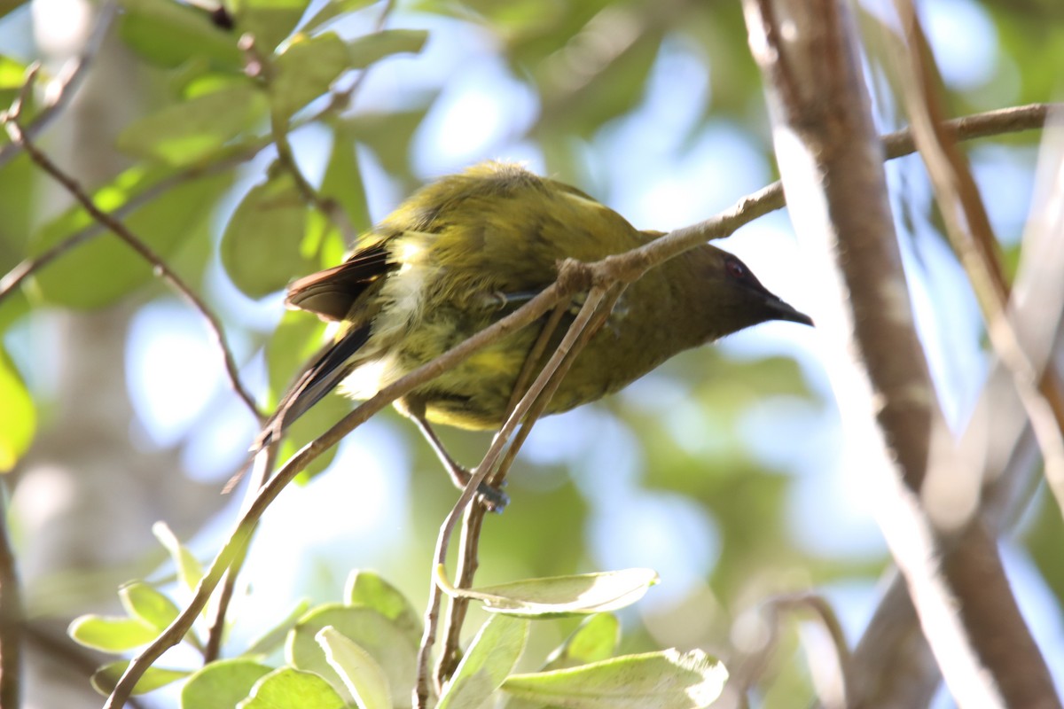 New Zealand Bellbird - ML623462554