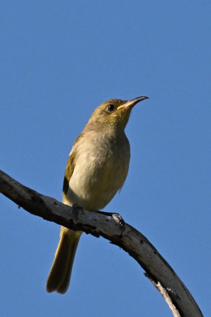 Brown Honeyeater - ML623462561