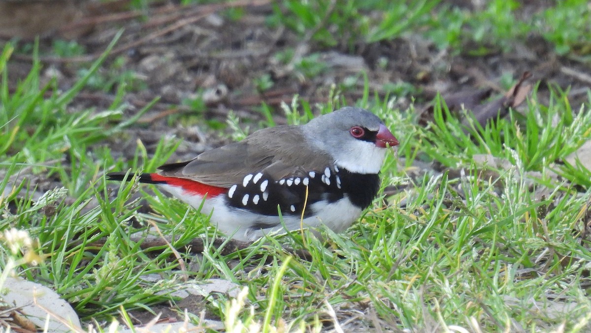 Diamond Firetail - ML623462571